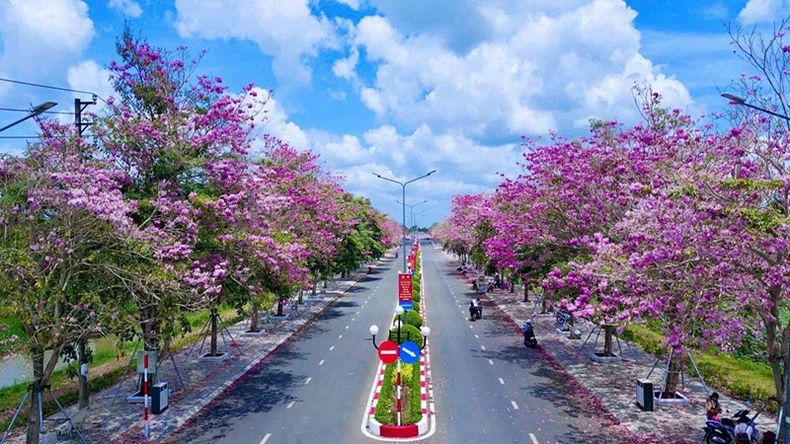 朔庄省周城县的红花风铃木盛放。 朔庄省周城县的红花风铃木盛放。